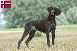 Lire la suite à propos de l’article Éleveurs et chiots à poil court allemand en Norvège