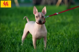Lire la suite à propos de l’article Éleveurs et chiots d’American Hairless Terrier en Région wallonne