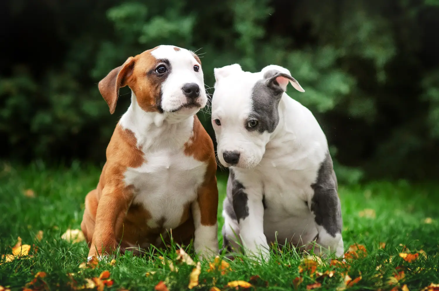 Acheter un chiot American Staffordshire Terrier, c'est prendre ses responsabilités ! Acheter un chiot Staffordshire Terrier américain.