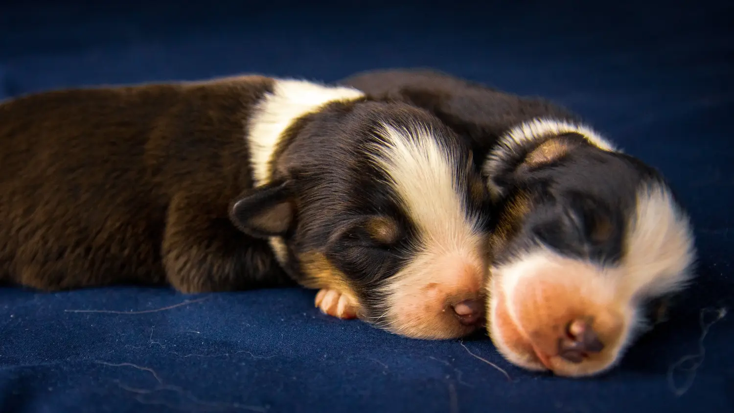 Acheter un chiot American Staffordshire Terrier, c'est prendre ses responsabilités ! Acheter un chiot Staffordshire Terrier américain.