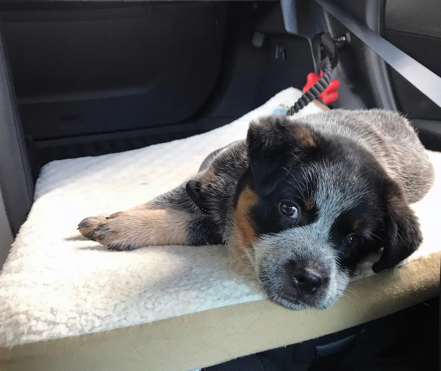 Acheter un chiot Australian Cattle Dog, c'est prendre ses responsabilités ! Acheter des chiots Australian Cattle Dog.