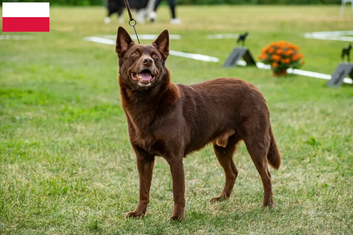Australian Kelpie chiots et éleveurs Pologne Ici, tu trouveras des éleveurs d'Australian Kelpies en Pologne.