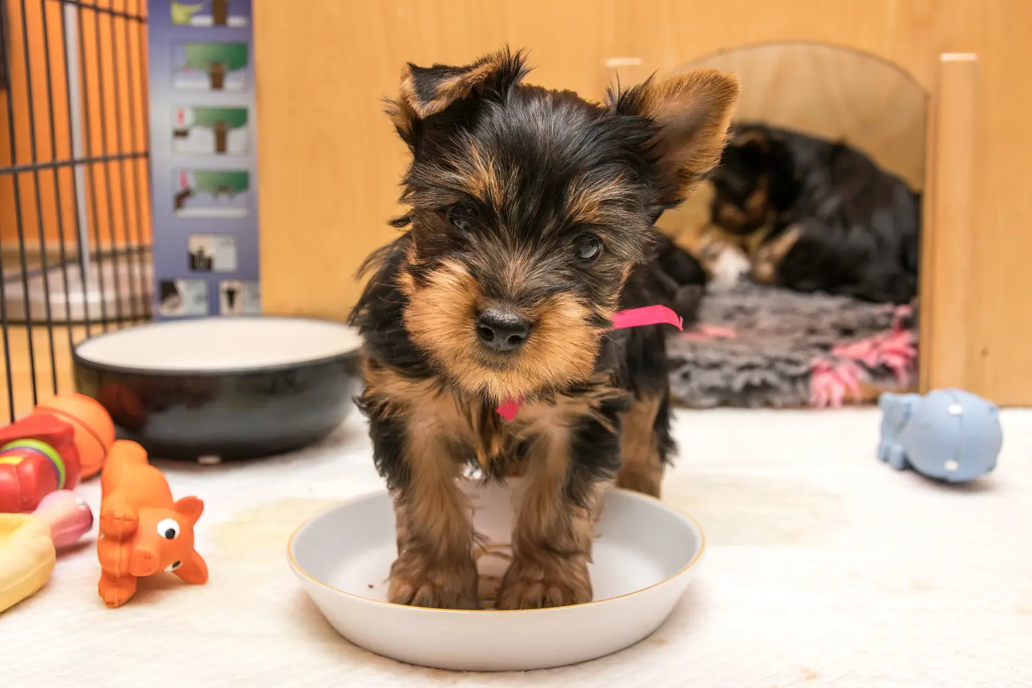 Acheter un chiot Australian Silky Terrier, c'est prendre ses responsabilités ! Acheter des chiots Australian Silky Terrier.