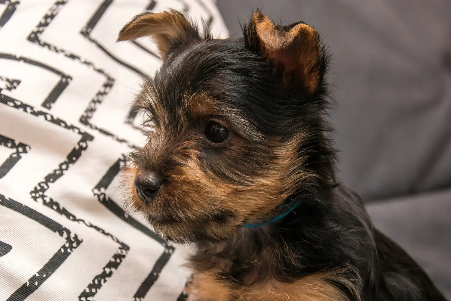 Acheter un chiot Australian Silky Terrier, c'est prendre ses responsabilités ! Acheter des chiots Australian Silky Terrier.