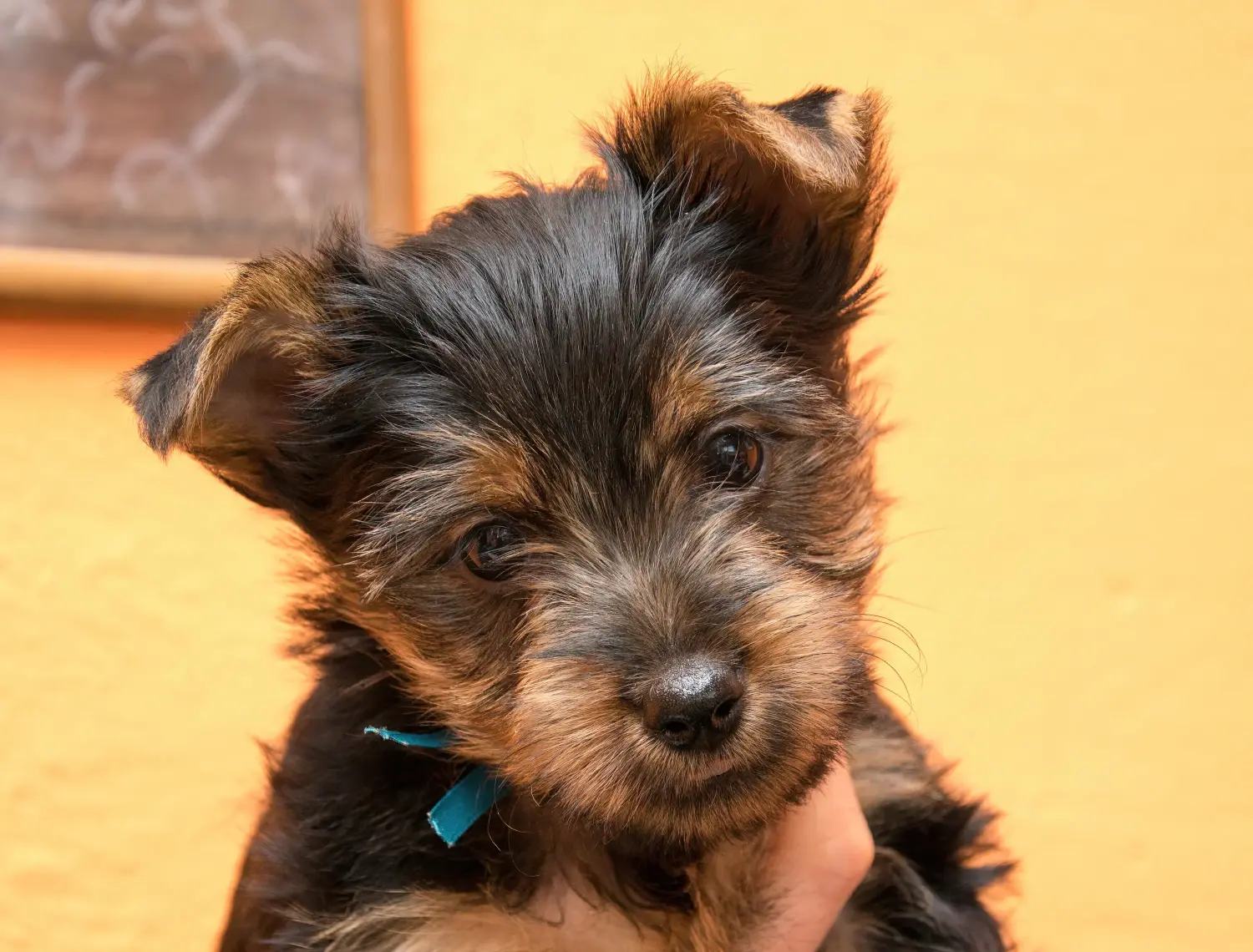 Acheter un chiot Australian Silky Terrier, c'est prendre ses responsabilités ! Acheter des chiots Australian Silky Terrier.
