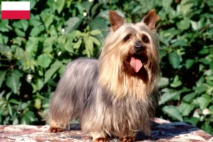 Lire la suite à propos de l’article Éleveurs de Silky Terriers australiens et chiots en Pologne