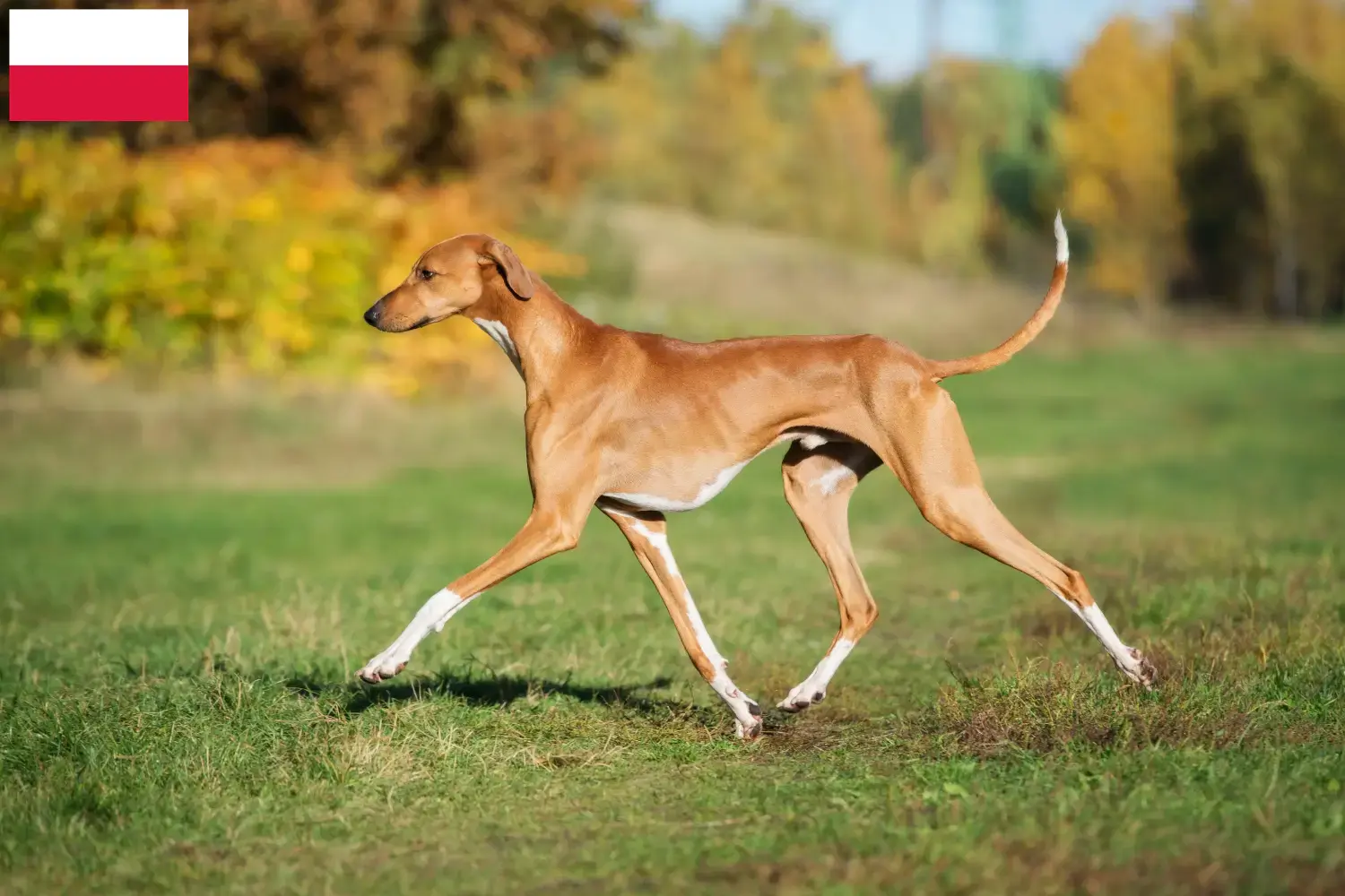 Azawakh chiots et éleveurs Pologne Ici, tu trouveras des éleveurs d'azawakhs en Pologne.