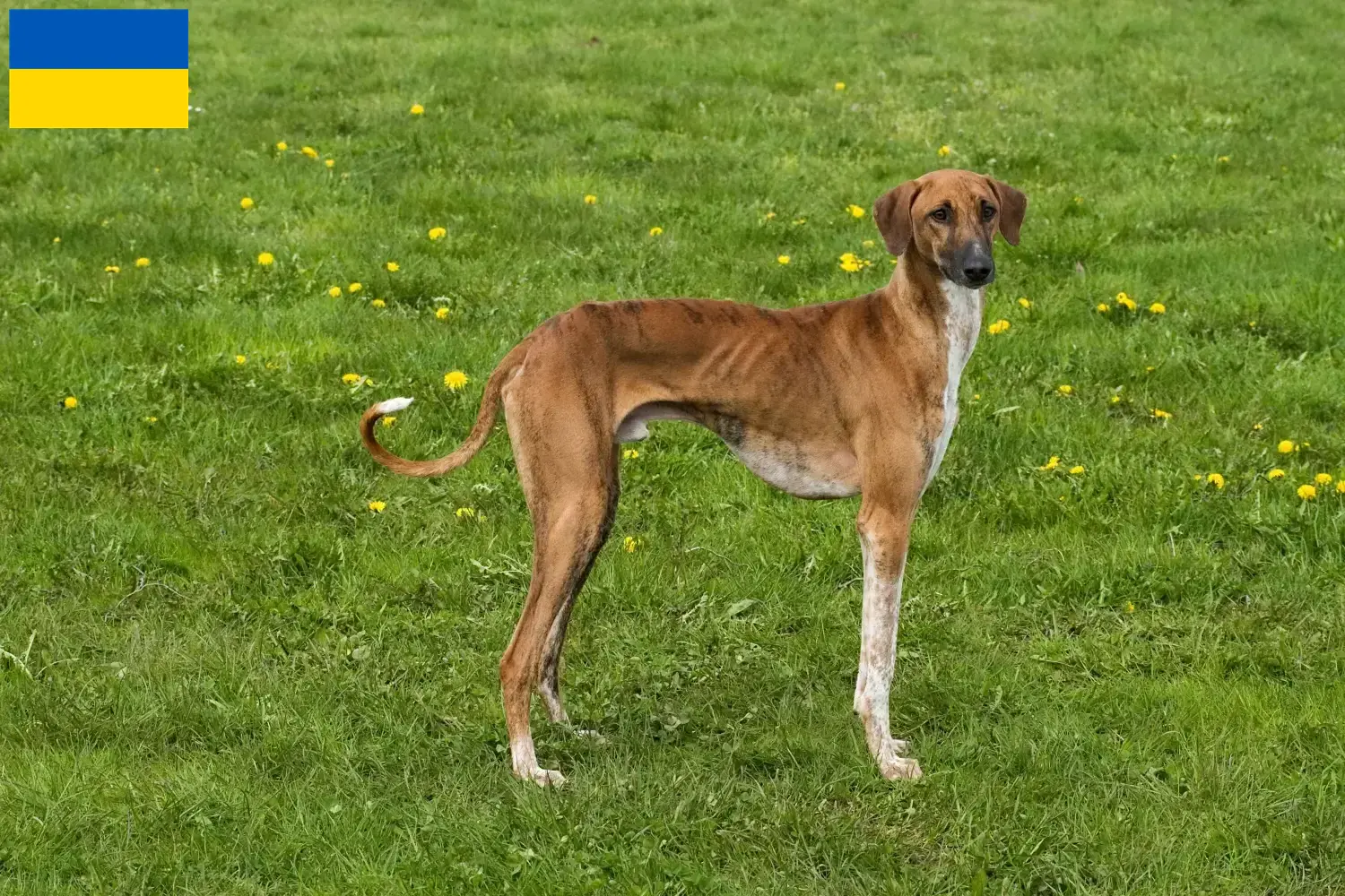 Azawakh chiots et éleveurs Ukraine Ici, tu trouveras des éleveurs d'azawakhs en Ukraine.