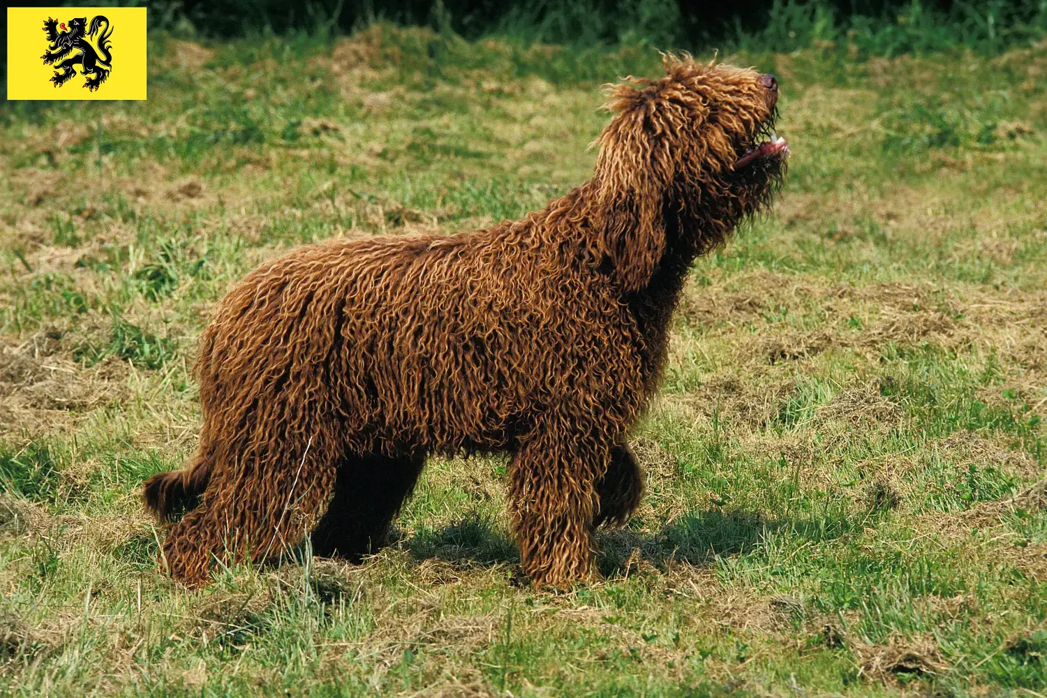 Barbet chiots et éleveurs Flandre Ici, vous trouverez les éleveurs de barbets en Flandre.