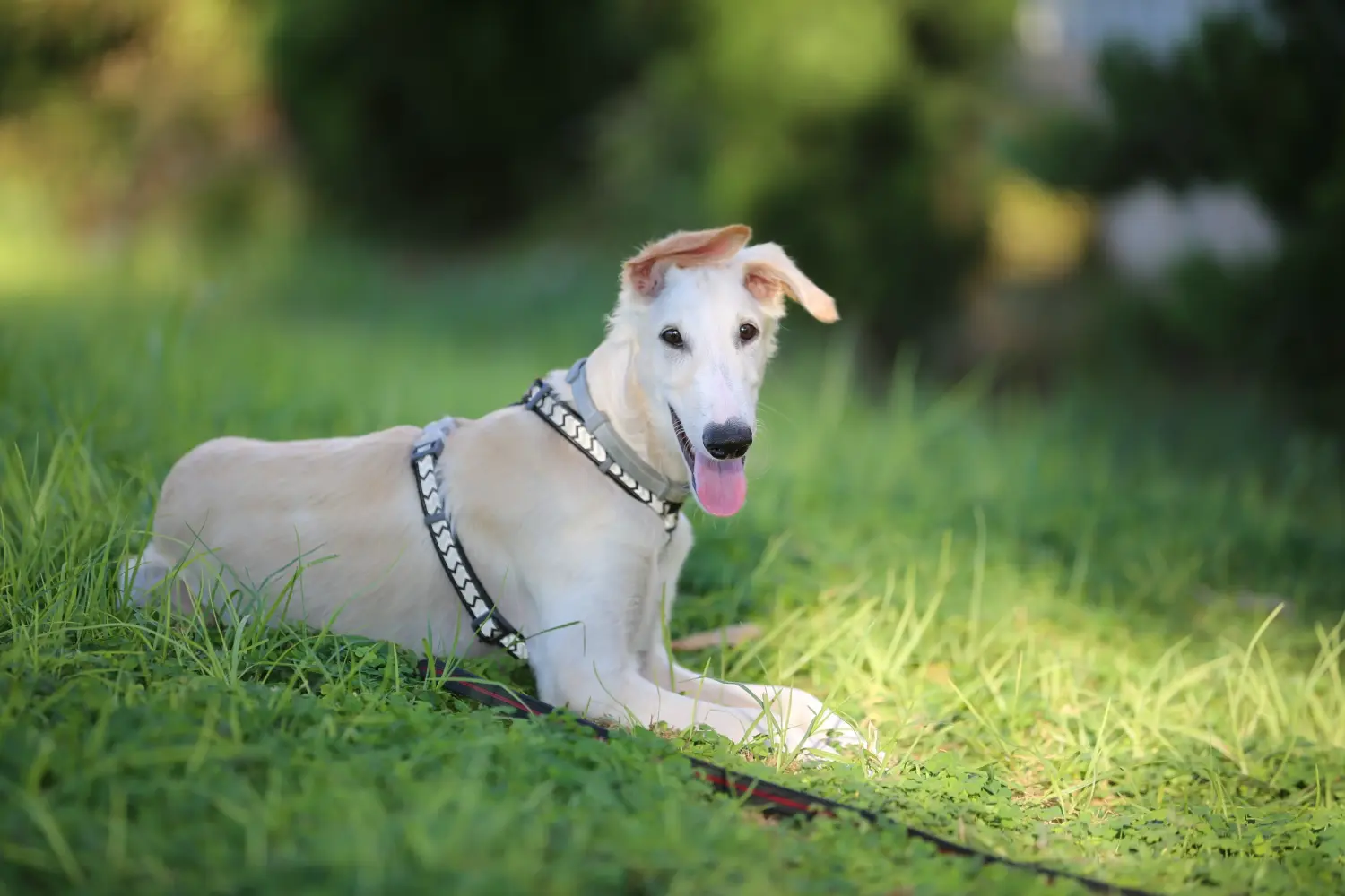 Acheter un chiot barzoï, c'est prendre ses responsabilités ! Acheter des chiots Barsoi.