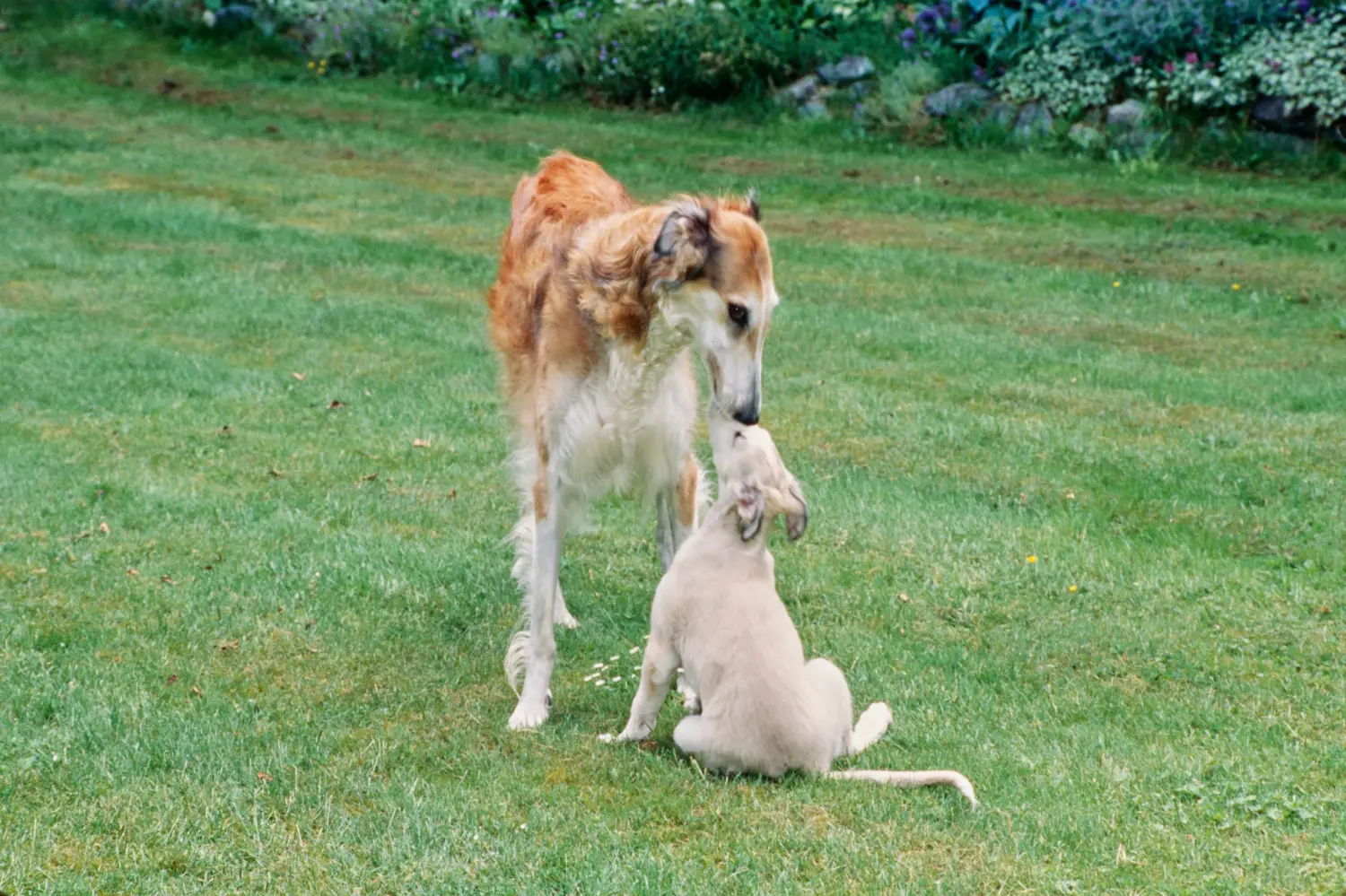 Acheter un chiot barzoï, c'est prendre ses responsabilités ! Acheter des chiots Barsoi.