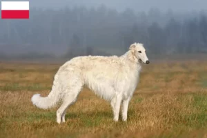 Lire la suite à propos de l’article Éleveurs de Barsoi et chiots en Pologne