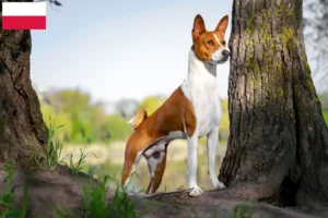 Lire la suite à propos de l’article Éleveurs de Basenji et chiots en Pologne