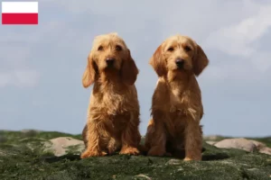 Lire la suite à propos de l’article Basset fauve de Bretagne éleveurs et chiots en Pologne