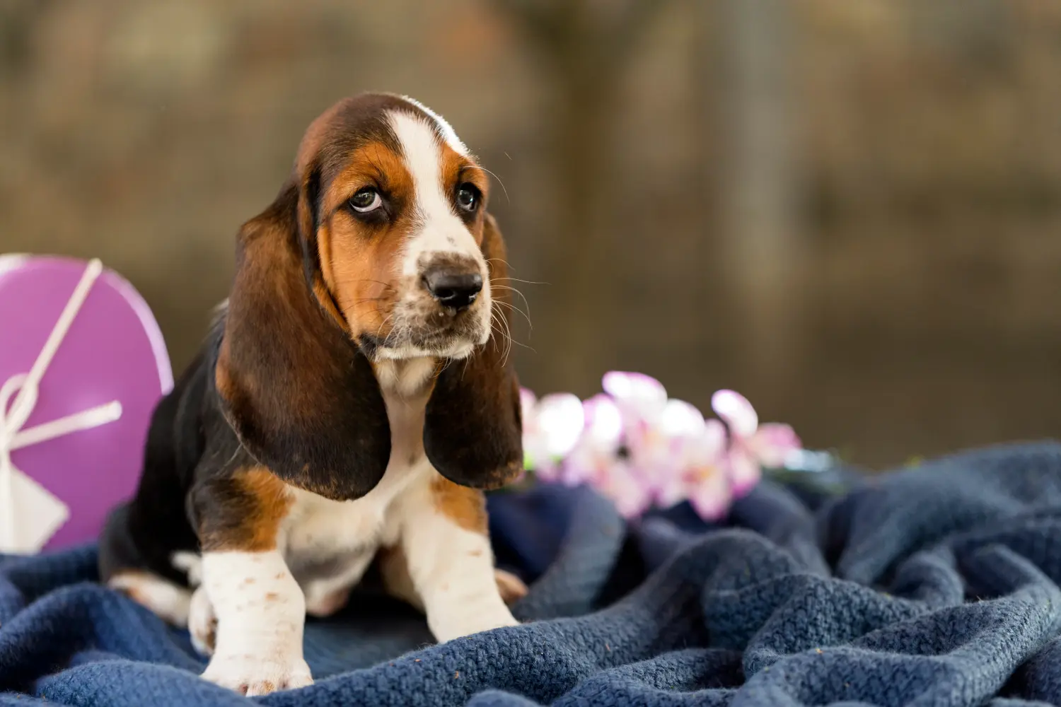Acheter un chiot Basset Hound, c'est prendre ses responsabilités ! Acheter des chiots Basset Hound.