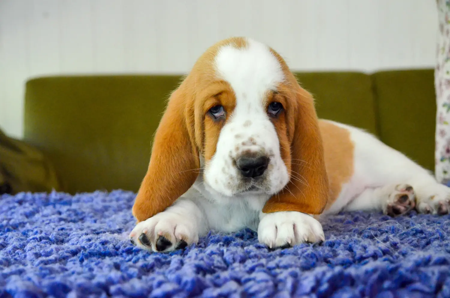 Acheter un chiot Basset Hound, c'est prendre ses responsabilités ! Acheter des chiots Basset Hound.