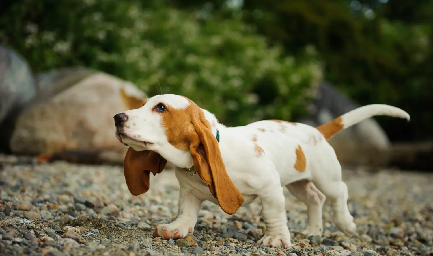 Acheter un chiot Basset Hound, c'est prendre ses responsabilités ! Acheter des chiots Basset Hound.