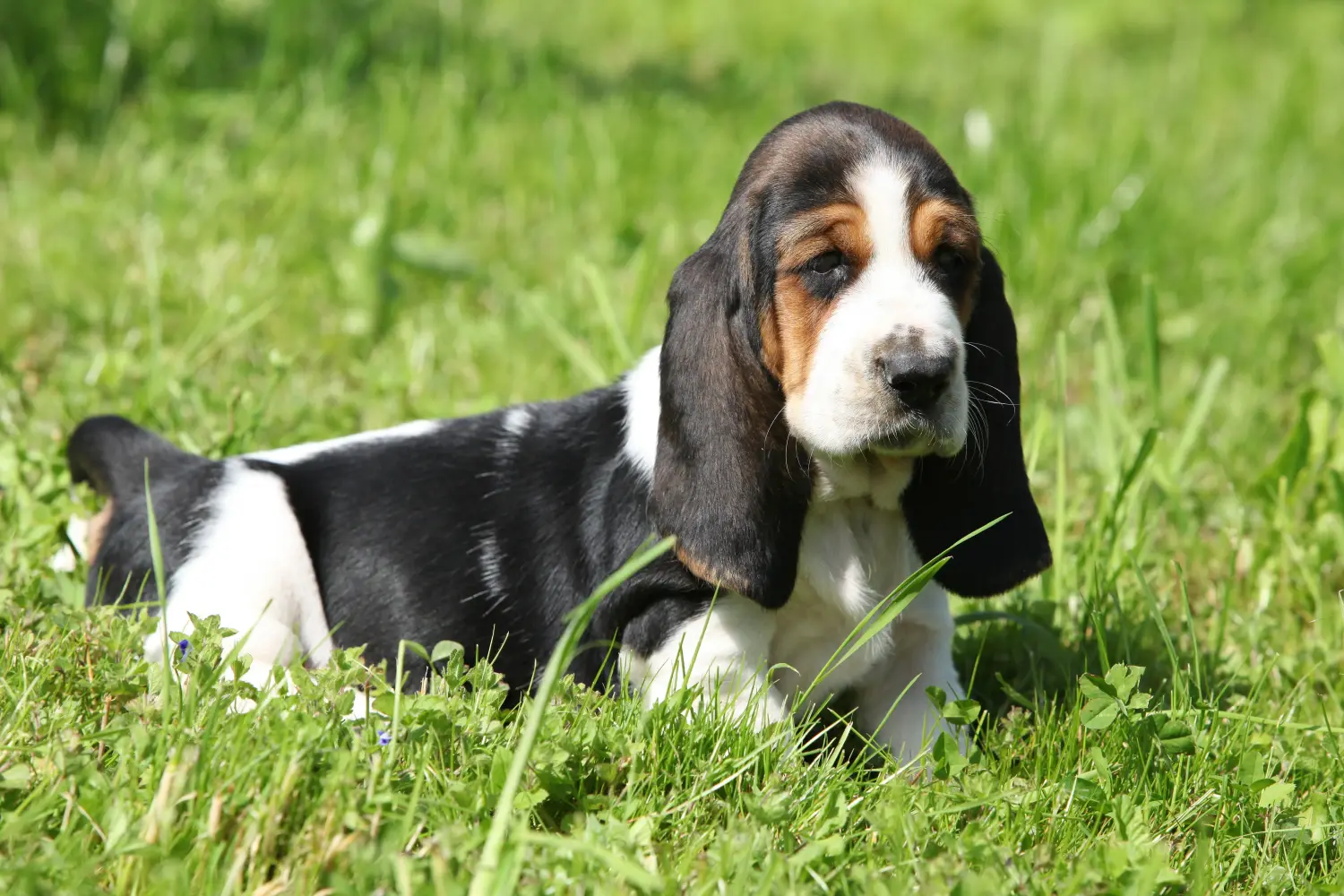 Acheter un chiot Basset Hound, c'est prendre ses responsabilités ! Acheter des chiots Basset Hound.
