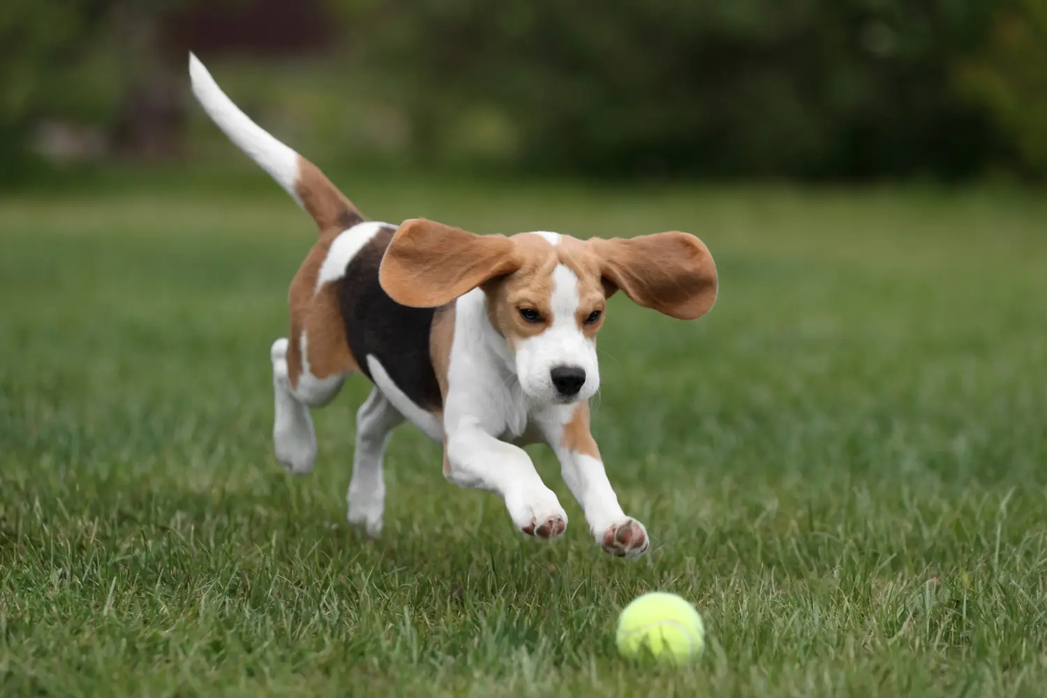 Acheter un chiot beagle, c'est prendre des responsabilités ! Acheter des chiots beagle.