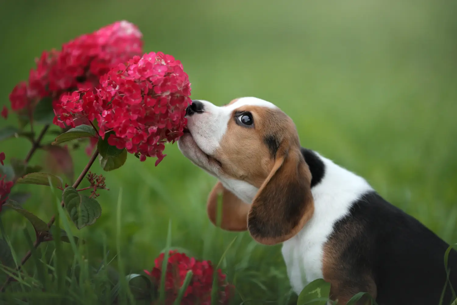 Acheter un chiot beagle, c'est prendre des responsabilités ! Acheter des chiots beagle.