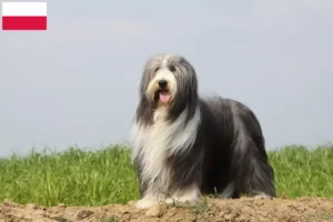 Lire la suite à propos de l’article Éleveurs de Bearded Collie et chiots en Pologne