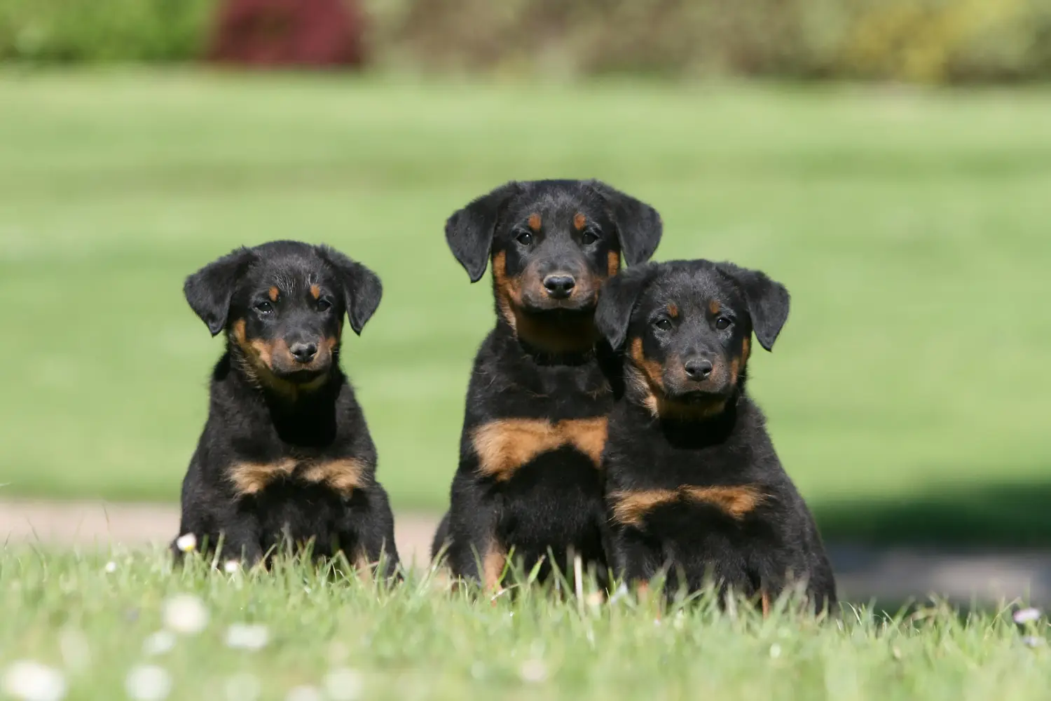 Acheter un chiot beauceron, c'est prendre ses responsabilités ! Acheter des chiots beaucerons.