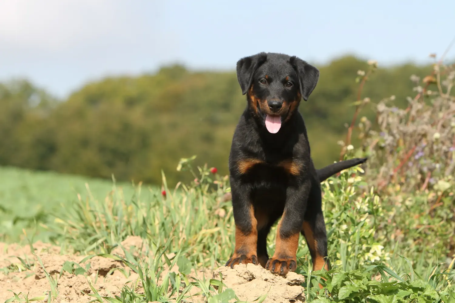 Acheter un chiot beauceron, c'est prendre ses responsabilités ! Acheter des chiots beaucerons.