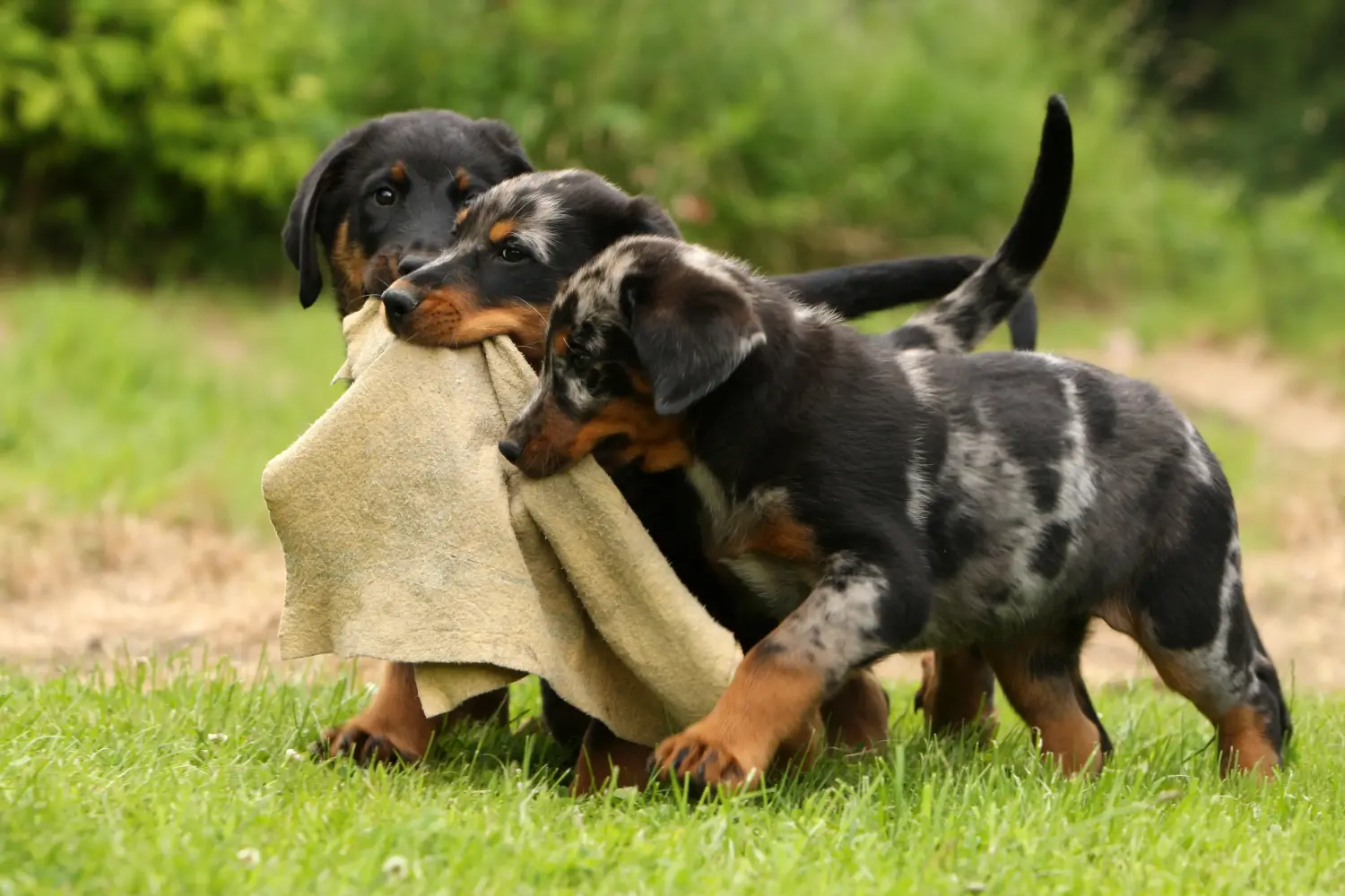 Acheter un chiot beauceron, c'est prendre ses responsabilités ! Acheter des chiots beaucerons.