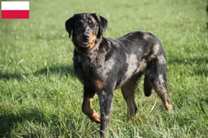 Lire la suite à propos de l’article Éleveurs de Beaucerons et chiots en Pologne