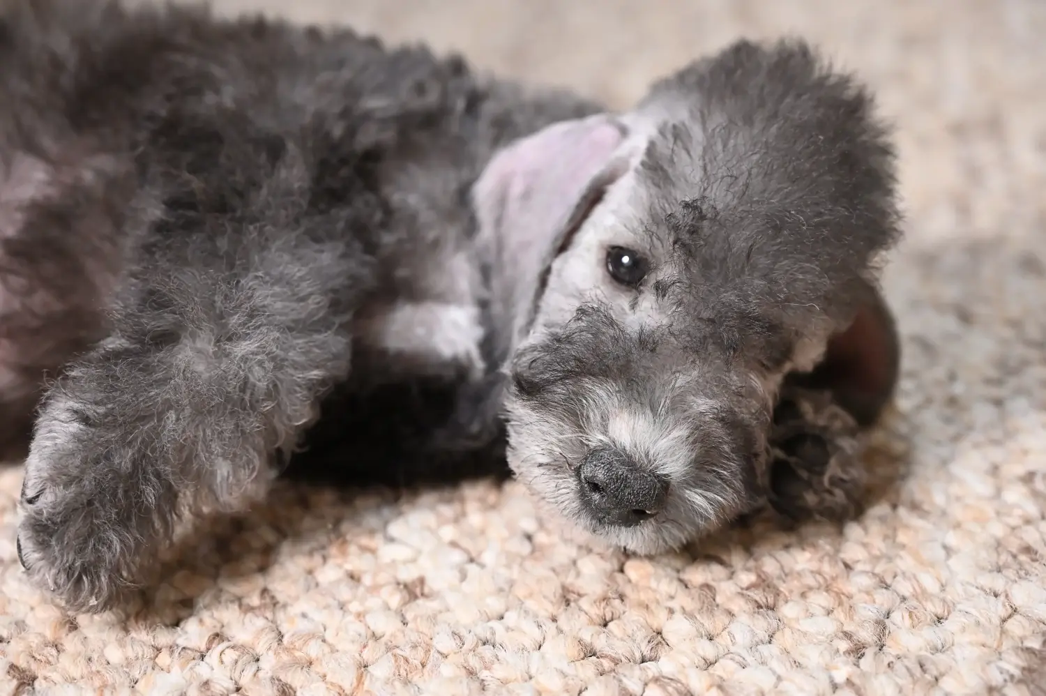 Acheter un chiot Bedlington Terrier, c'est prendre ses responsabilités ! Acheter des chiots Bedlington Terrier.