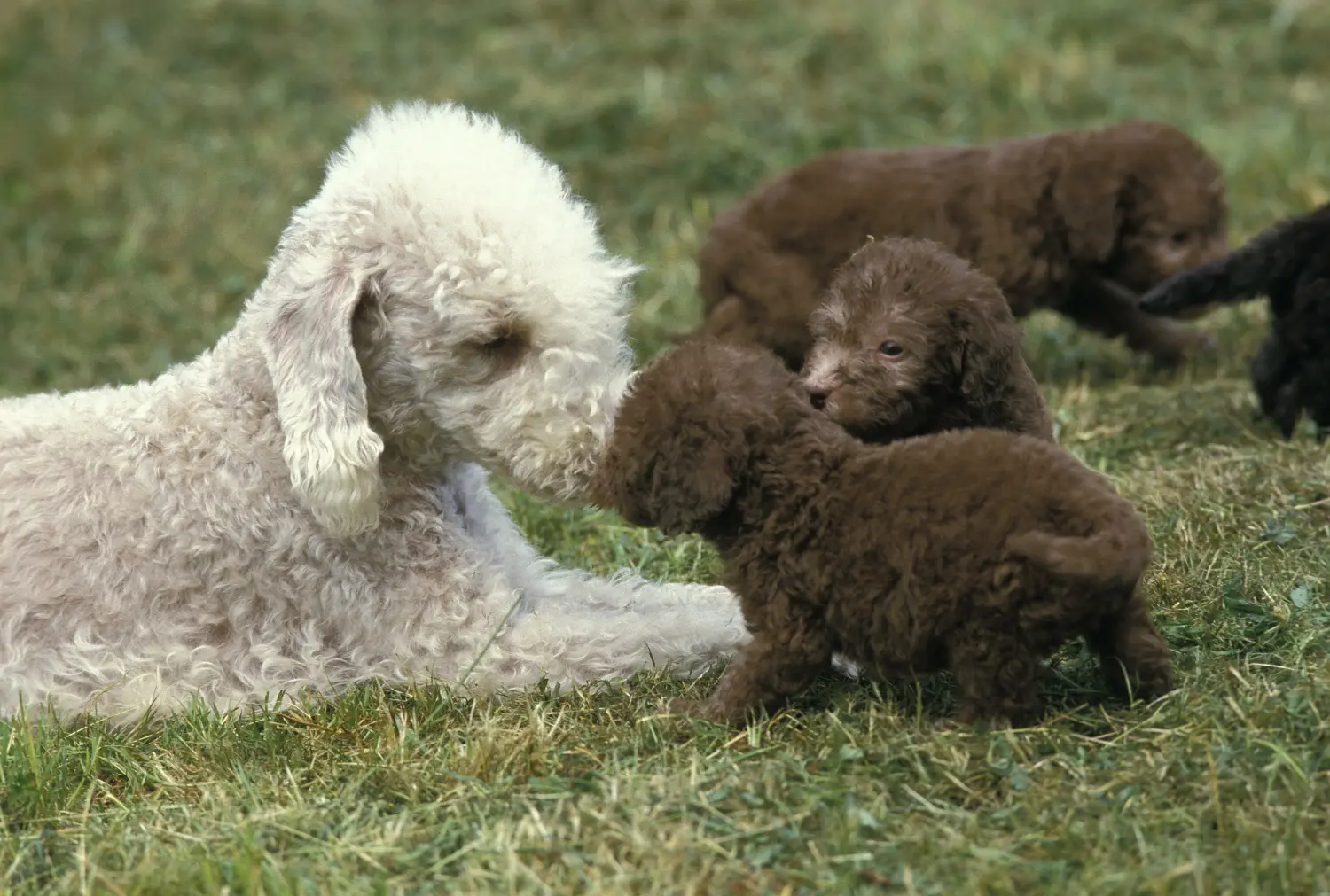 Acheter un chiot Bedlington Terrier, c'est prendre ses responsabilités ! Acheter des chiots Bedlington Terrier.
