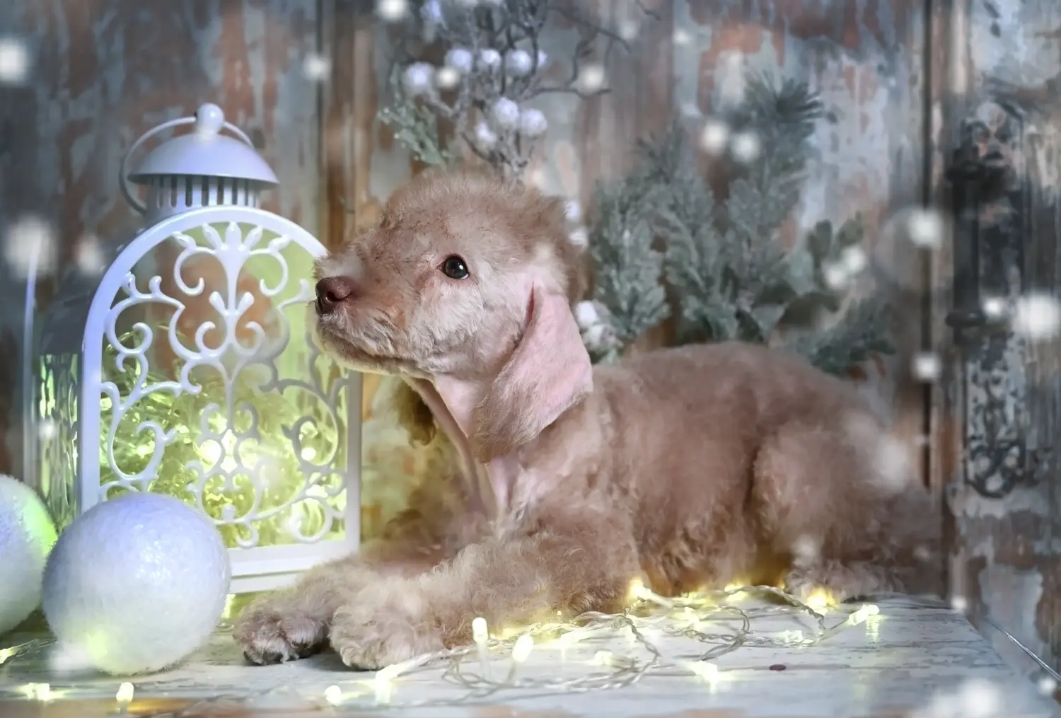 Acheter un chiot Bedlington Terrier, c'est prendre ses responsabilités ! Acheter des chiots Bedlington Terrier.