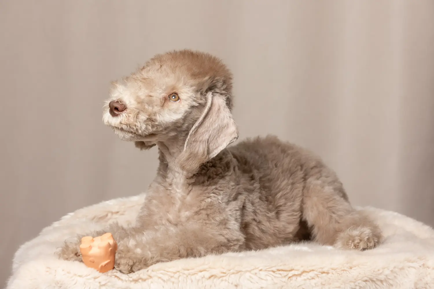 Acheter un chiot Bedlington Terrier, c'est prendre ses responsabilités ! Acheter des chiots Bedlington Terrier.