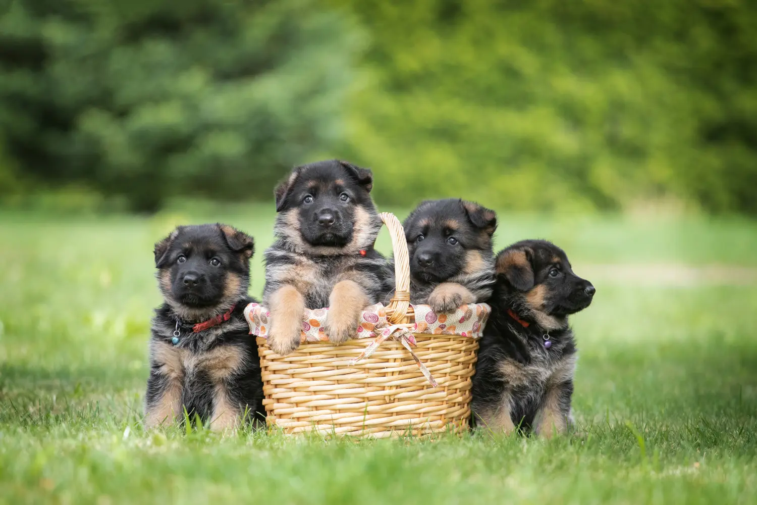 Acheter un chiot berger allemand, c'est prendre ses responsabilités ! Acheter un chiot berger allemand.