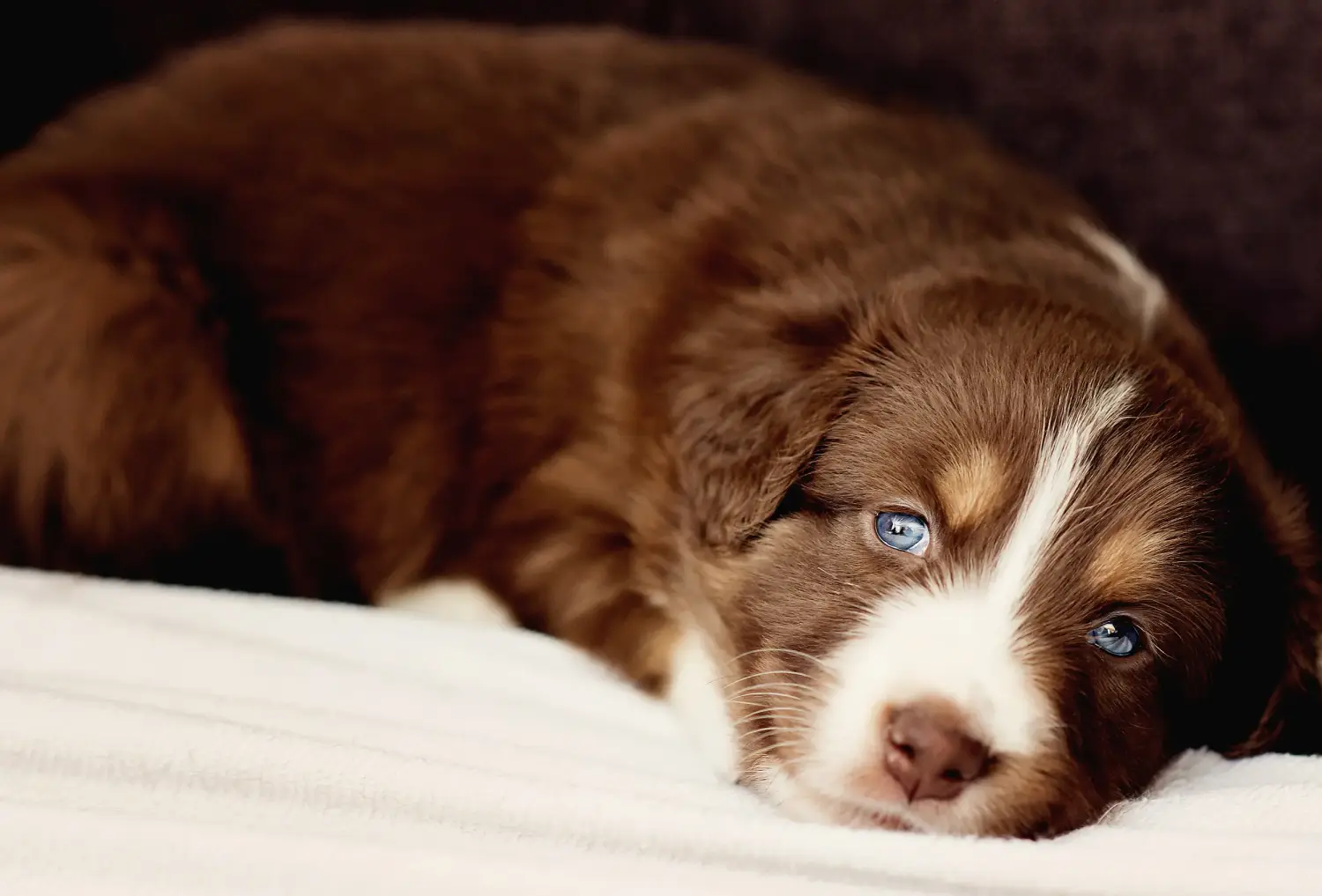 Acheter un chiot berger australien, c'est prendre ses responsabilités ! Acheter un chiot berger australien.