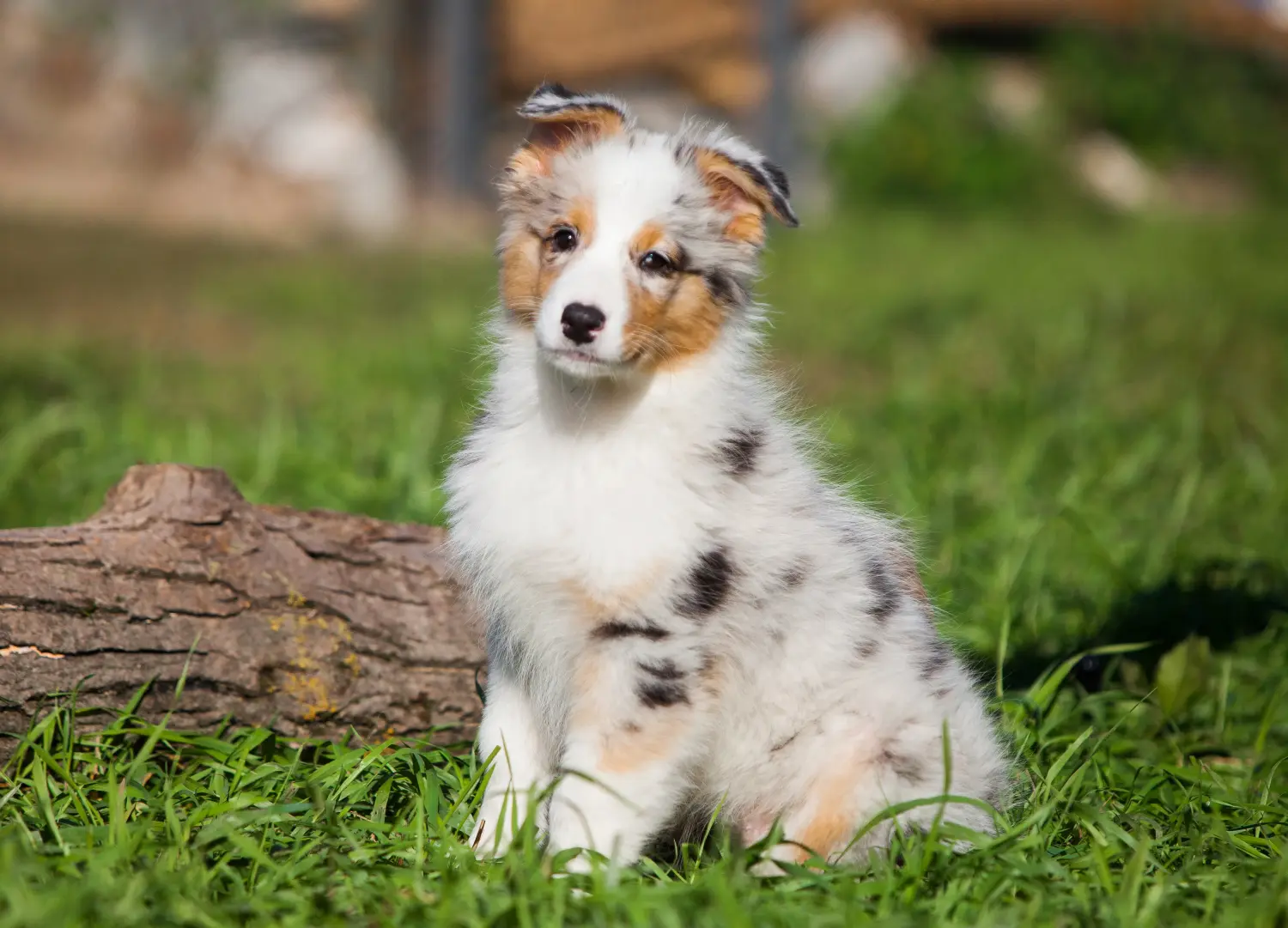 Acheter un chiot berger australien, c'est prendre ses responsabilités ! Acheter un chiot berger australien.
