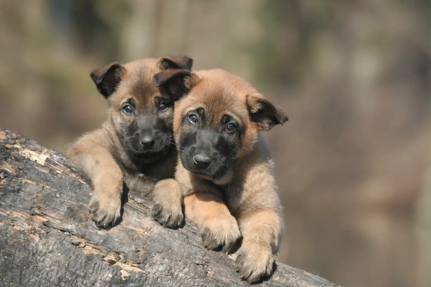 Acheter un chiot berger belge, c'est prendre ses responsabilités ! Acheter un chiot berger belge.
