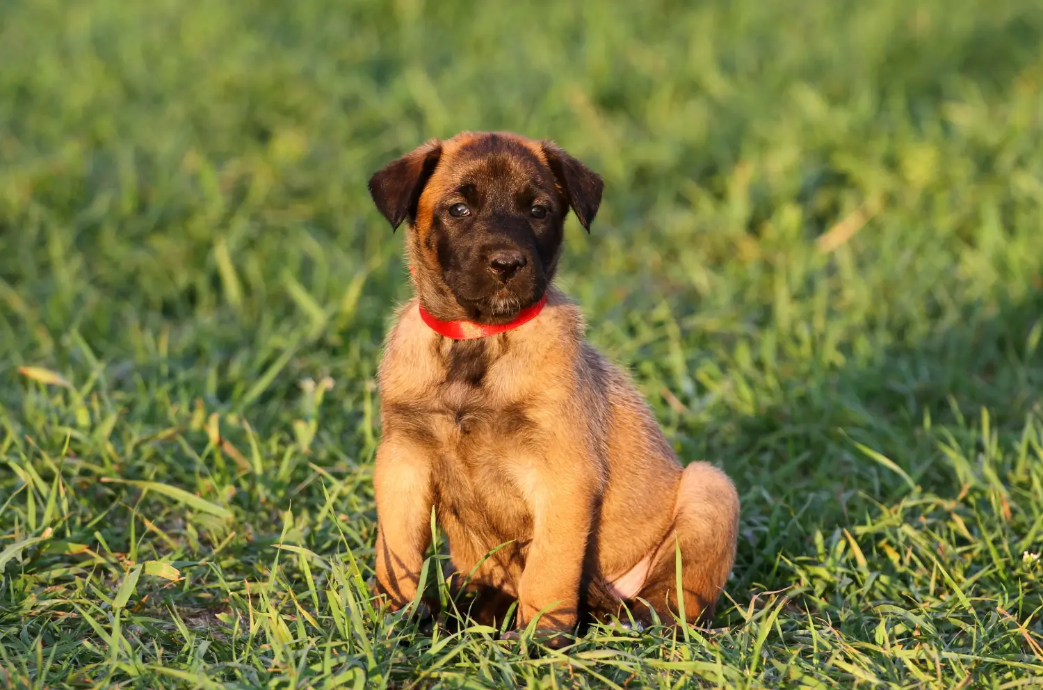 Acheter un chiot berger belge, c'est prendre ses responsabilités ! Acheter un chiot berger belge.