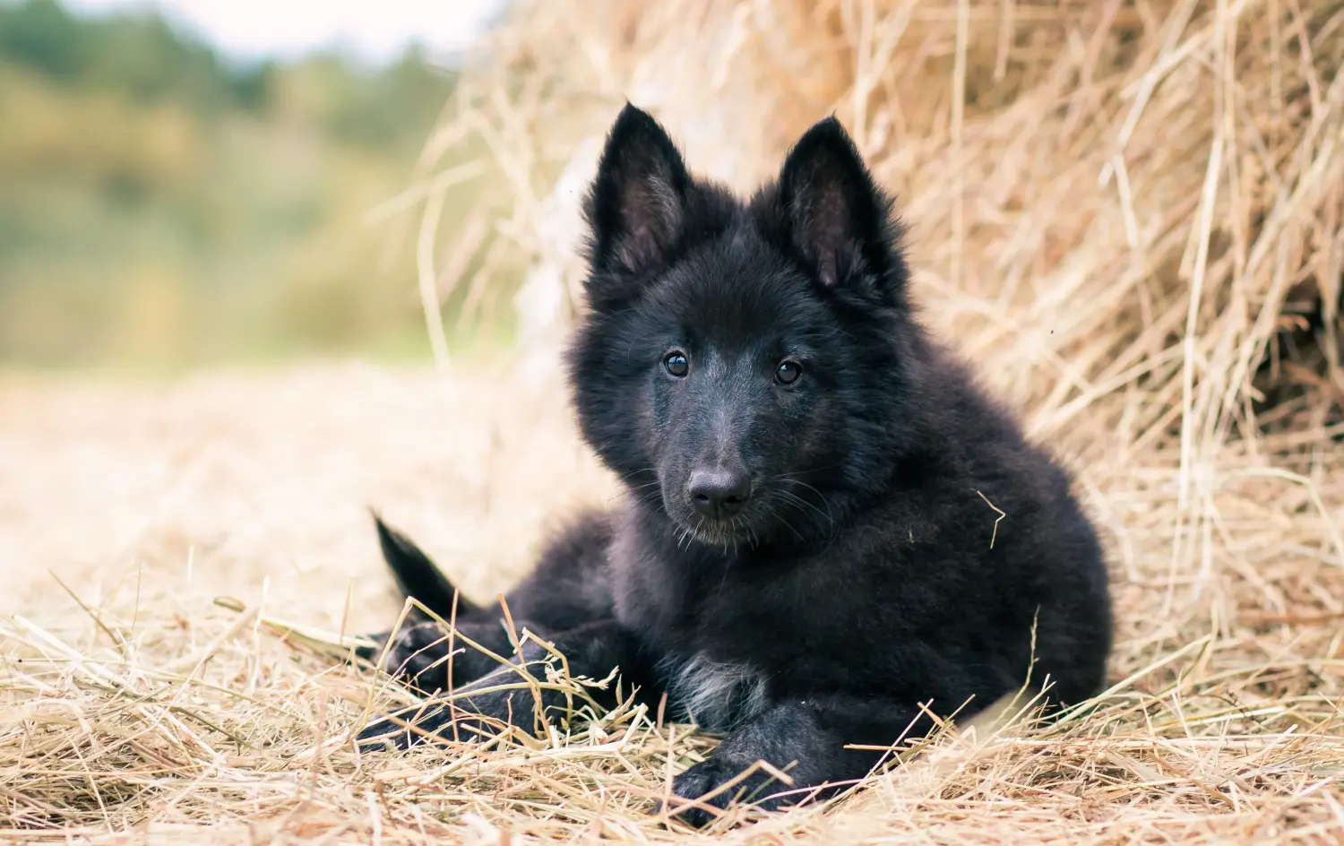 Acheter un chiot berger belge, c'est prendre ses responsabilités ! Acheter un chiot berger belge.