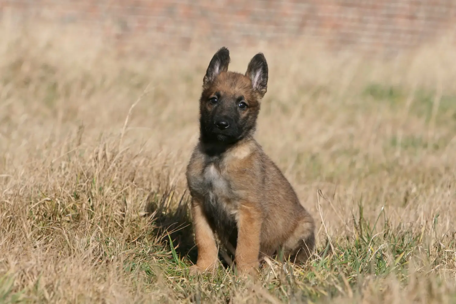 Acheter un chiot berger belge, c'est prendre ses responsabilités ! Acheter un chiot berger belge.