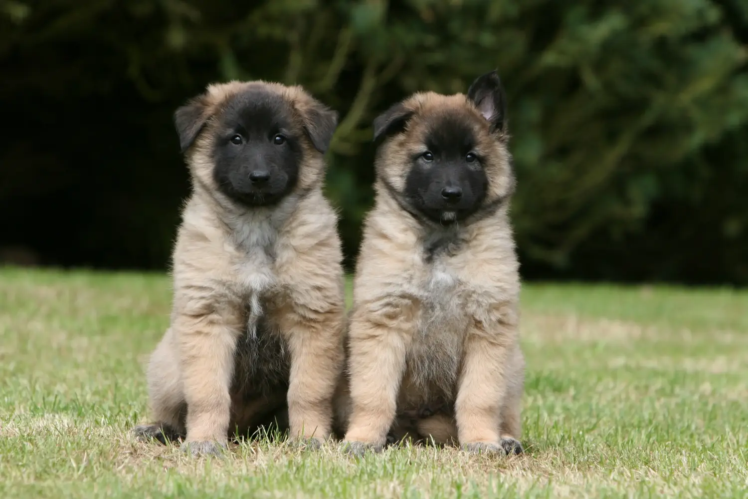 Acheter un chiot berger belge, c'est prendre ses responsabilités ! Acheter un chiot berger belge.