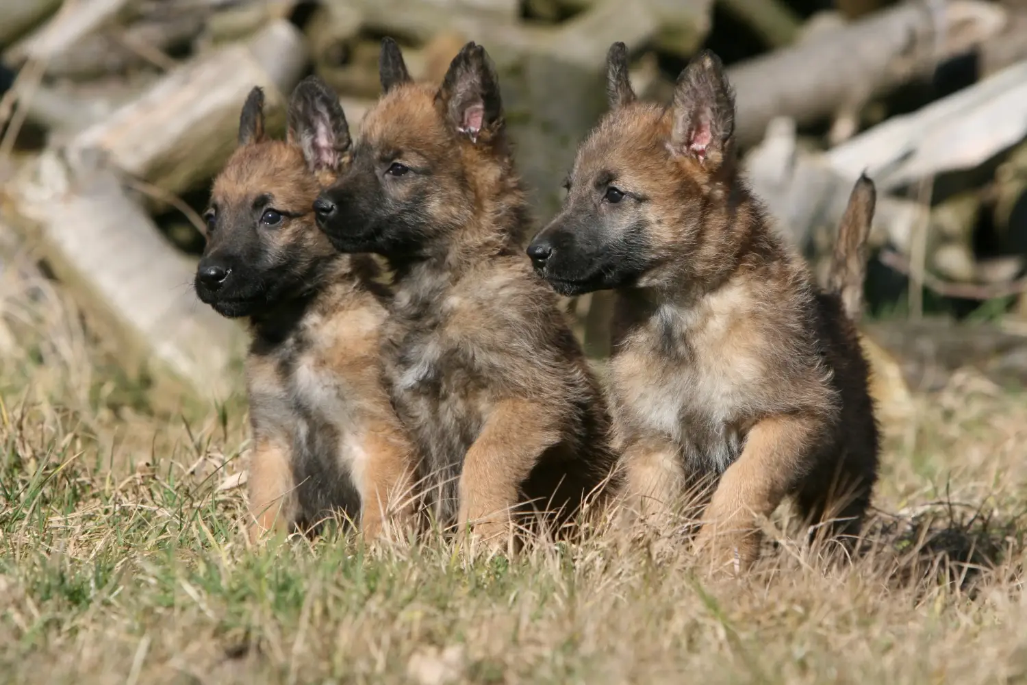 Acheter un chiot berger belge, c'est prendre ses responsabilités ! Acheter un chiot berger belge.