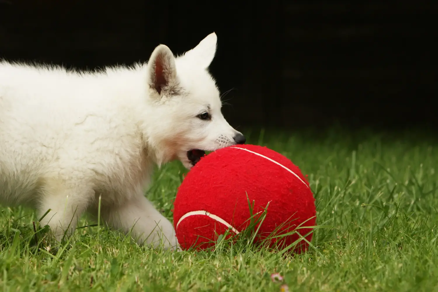 Acheter un chiot Berger Blanc Suisse, c'est prendre ses responsabilités ! Acheter un chiot berger blanc suisse.