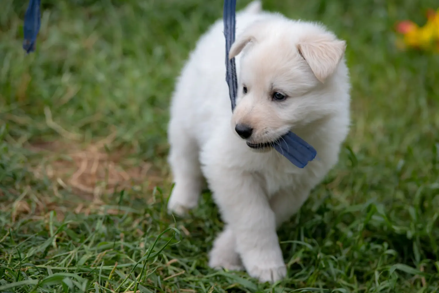 Acheter un chiot Berger Blanc Suisse, c'est prendre ses responsabilités ! Acheter un chiot berger blanc suisse.