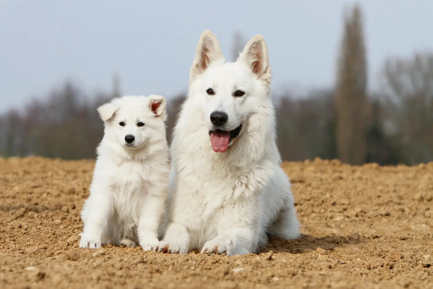 Acheter un chiot Berger Blanc Suisse, c'est prendre ses responsabilités ! Acheter un chiot berger blanc suisse.