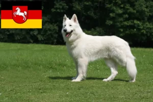 Lire la suite à propos de l’article Berger blanc suisse éleveurs et chiots en Basse-Saxe