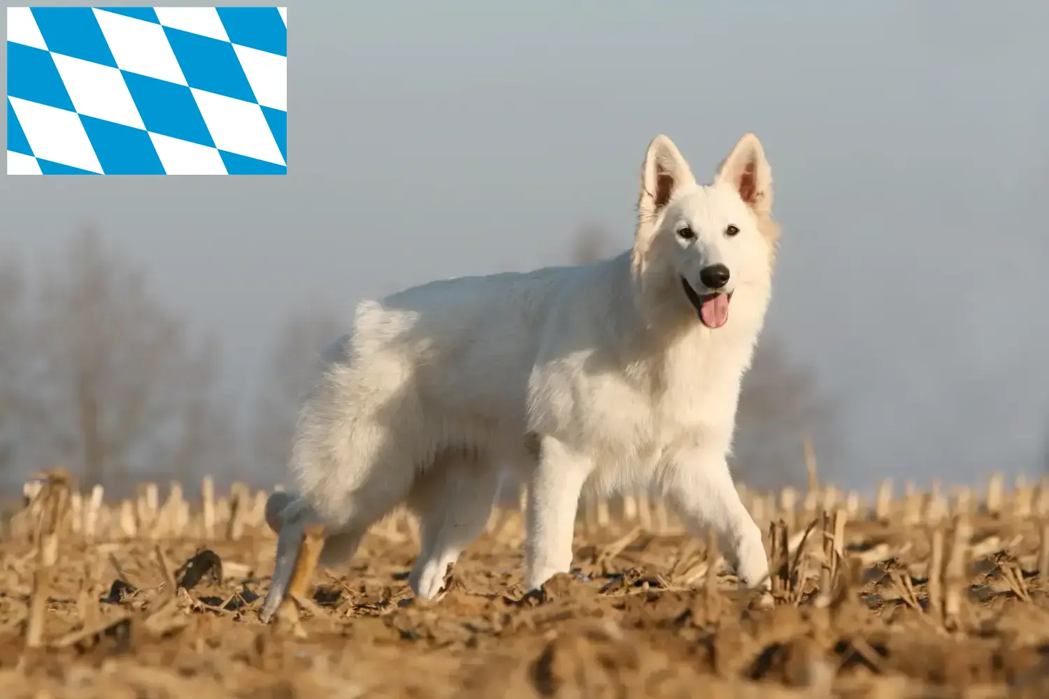 Berger blanc suisse chiots et éleveurs Bavière Ici, tu trouveras des éleveurs de Bergers Blancs Suisses en Bavière.