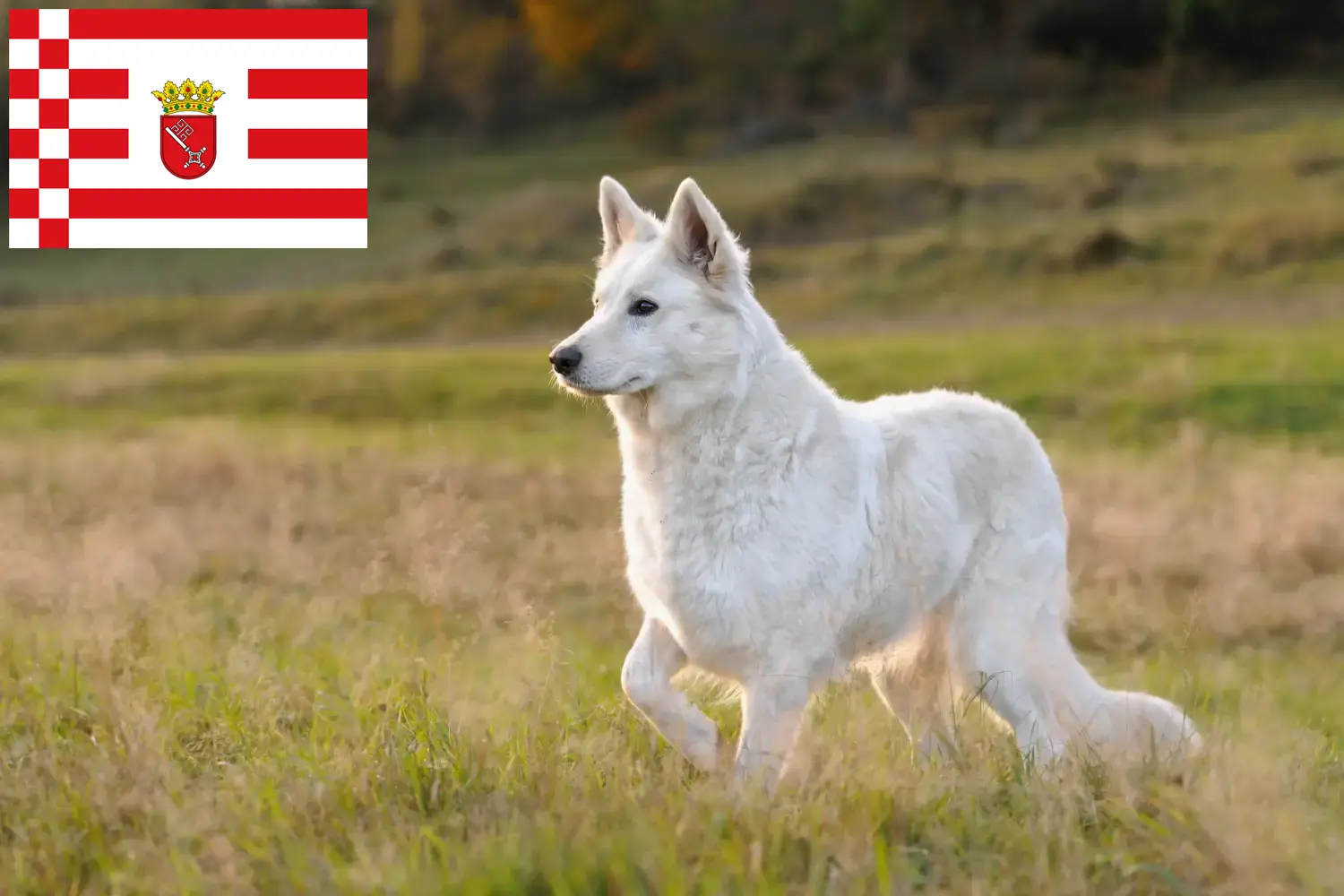 Berger blanc suisse chiots et éleveurs Brême Ici, tu trouveras des éleveurs de Bergers Blancs Suisses à Brême.