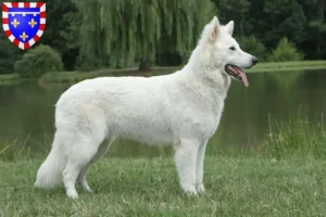 Lire la suite à propos de l’article Berger blanc suisse éleveur et chiots en Centre-Val de Loire