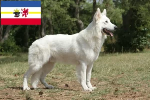 Lire la suite à propos de l’article Berger blanc suisse éleveurs et chiots dans le Mecklembourg-Poméranie occidentale